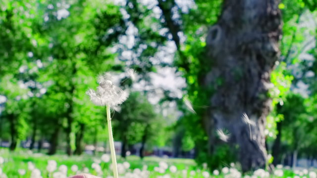 Closeup of dandelion blowing in the wind