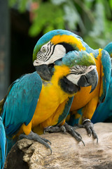parrot