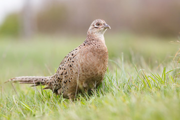 female pheasant