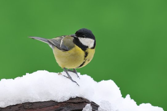 Great tit in the snow.