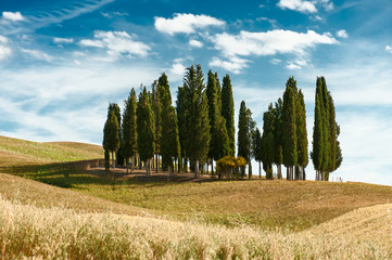 Cypress trees landscape