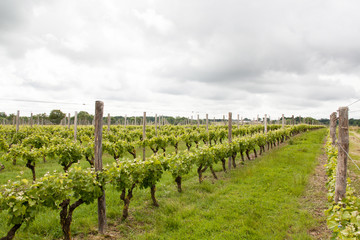 Fototapeta na wymiar Vignoble nantais sous ciel couvert à Monnières -Loire Atlantique