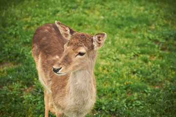 Baby deer