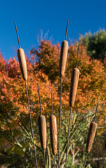 Garden Hotdogs