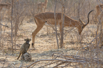Chacma Baboon (Papio ursinus) baby with impala in the background