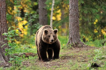 Obraz na płótnie Canvas European brown bear walking in forest