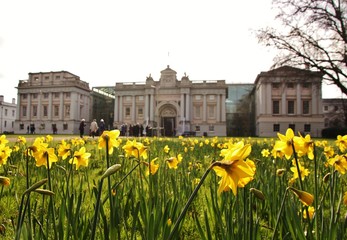 Daffodils at Greenwich