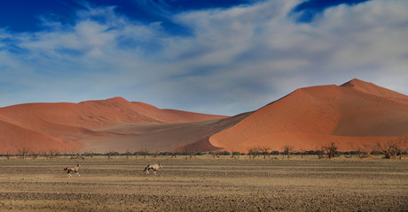 desert dunes with Oryx antelope