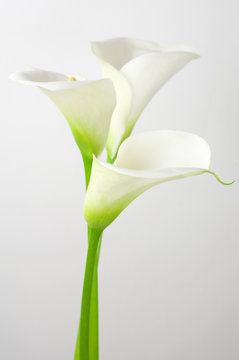 Calla lilies