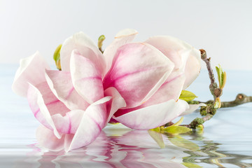 Magnolia flower with reflection in water.