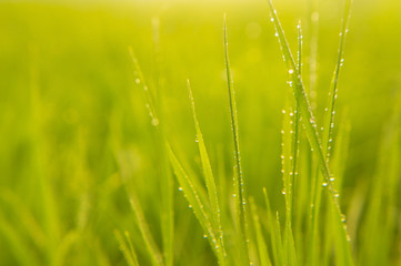 background grass macro