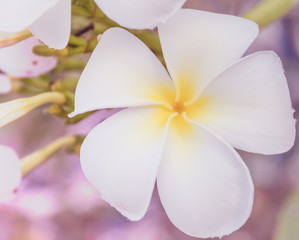 Frangipani or Plumeria flower in soft background