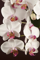 Obraz na płótnie Canvas Phalaenopsis orchid flowers (butterfly orchid)
