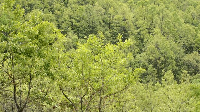 産山村のクヌギ林