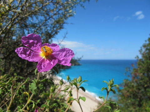 wildblumen am strand