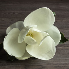 Fototapeta premium Magnolia