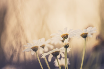 White daisy or Leucanthemum vulgare