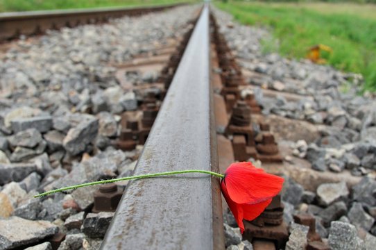 Deail of red poppy on railways