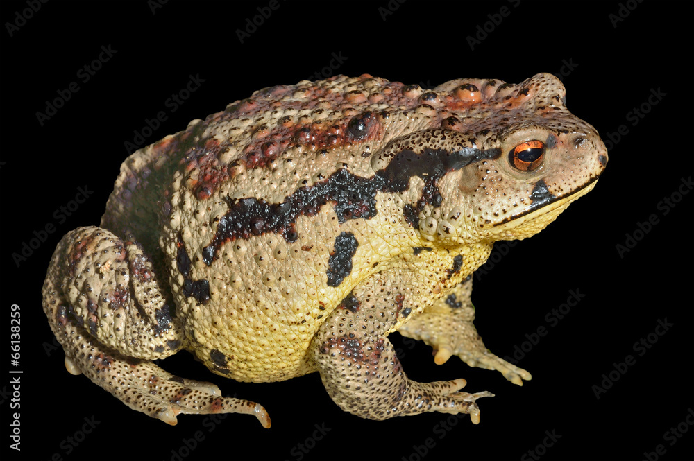 Sticker Toad (Bufo gargarizans) 30