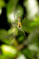 The little spider
