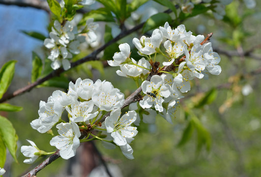 Blooming plum 12