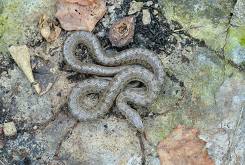 Snake (Elaphe dione) 6