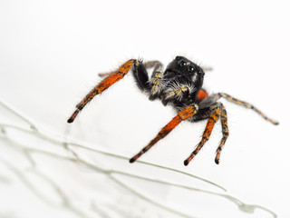 Philaeus chrysops - adult male red, black and white jumping spid