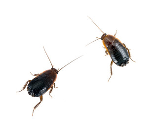 Blatta orientalis - common black cockroaches, white background - obrazy, fototapety, plakaty