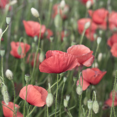 Fototapeta premium beautiful red poppies on the summer field - colorized photo