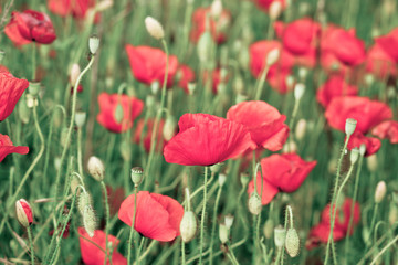 Fototapeta premium beautiful red poppies on the summer field - colorized photo
