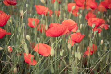 beautiful red poppies on the summer field - colorized photo