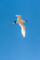 Red-billed Tropicbird