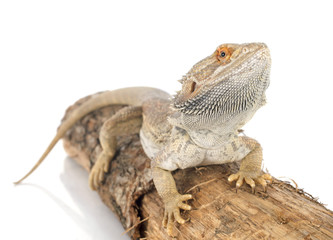 bearded dragons