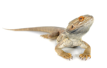 bearded dragons