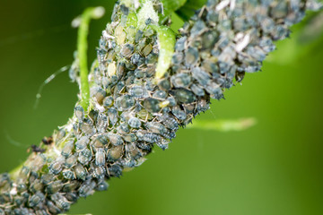 Lice Macro