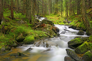 Naklejka na ściany i meble mountain river in green Carpathian forest
