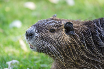 Nutria