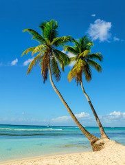 Palm trees entering the ocean, paradise beach