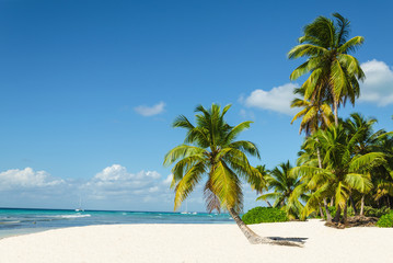 Beautiful tall palm trees and white sandy beach - obrazy, fototapety, plakaty