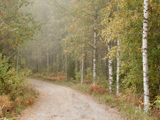 Fototapety  Autumn road