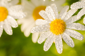 White daisy or Leucanthemum vulgare and water drops