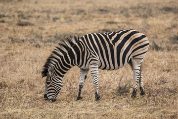 Obraz na płótnie Canvas African zebra