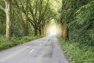 Fototapeta premium Allee mit Platanen und Straße im Frühjahr