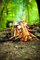 beautiful fire in the forest