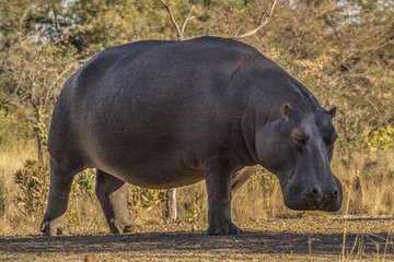 african hippo