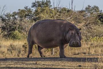 african hippo