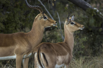 african antelope