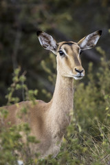 african antelope