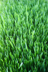 Fototapeta na wymiar Fresh green wheat grass