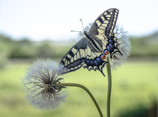 farfalla